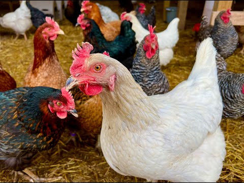 Top Five Chicken Breeds For Egg Production | Best Egg Layers With Great Attitude!
