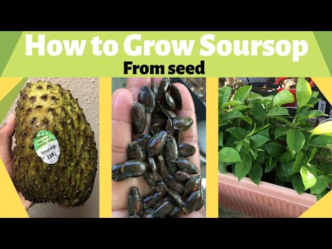 How to Grow Soursop from Seed