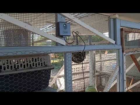 Why I love my Omlet Automatic Chicken Coop Door! (5 Minute Review) [Part 2]