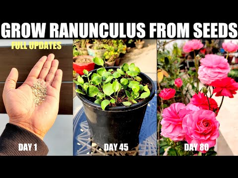 How To Grow Ranunculus From Seeds | SEED TO FLOWER