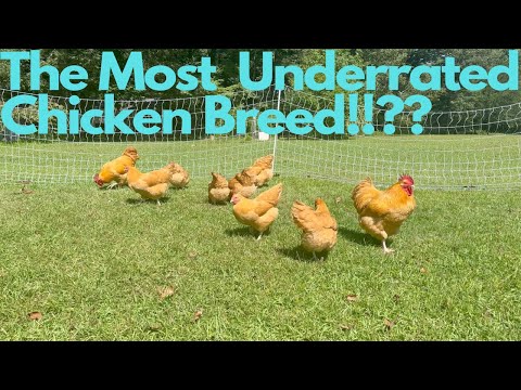 Buff Orpington's, an Excellent multipurpose chicken breed