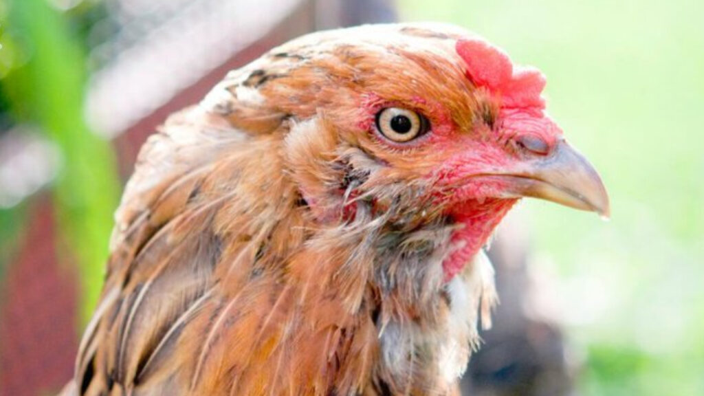 Ameraucana Chicken Breeds The Definitive Guide Guerrilla Homesteader