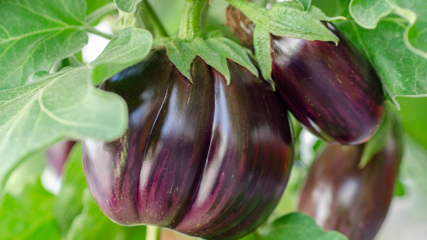Are Eggplants Perennial? 7 Secrets To Year Round Eggplants! Guerrilla