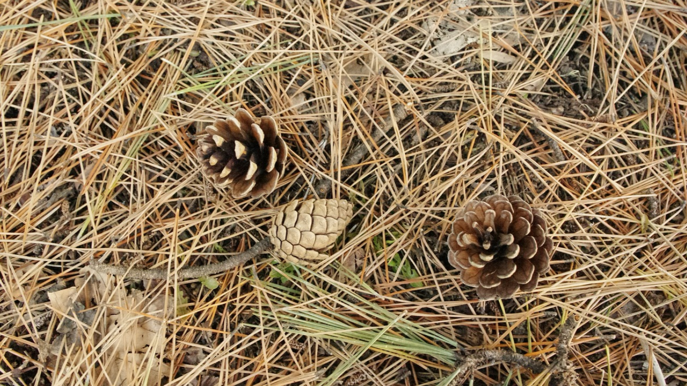 Can You Compost Pine Needles? The Answer Might Surprise You