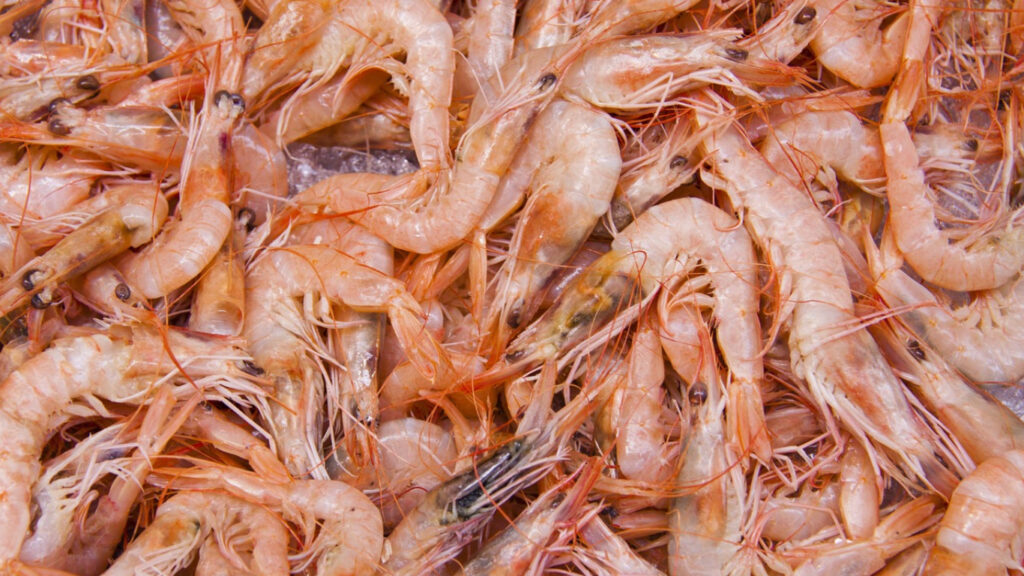 Can You Compost Shrimp Shells? 2 Best Tips For Great Compost